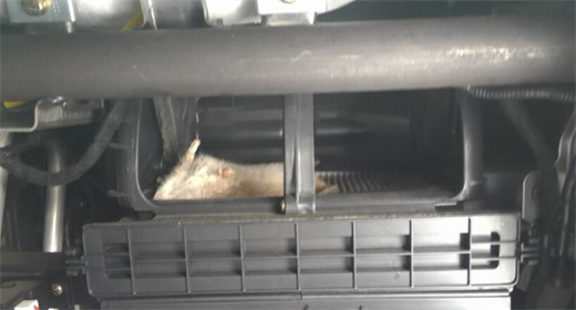 How do you prevent rats from entering the cabin filter?